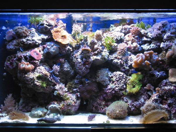 Natur 9000K / Blue II med HQI