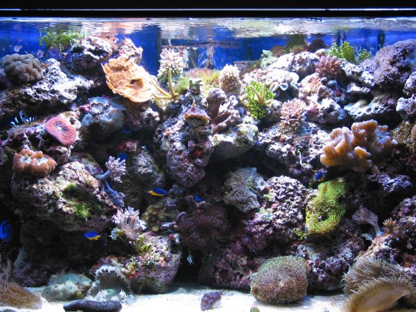 BioLight 9600K / Blue II med HQI