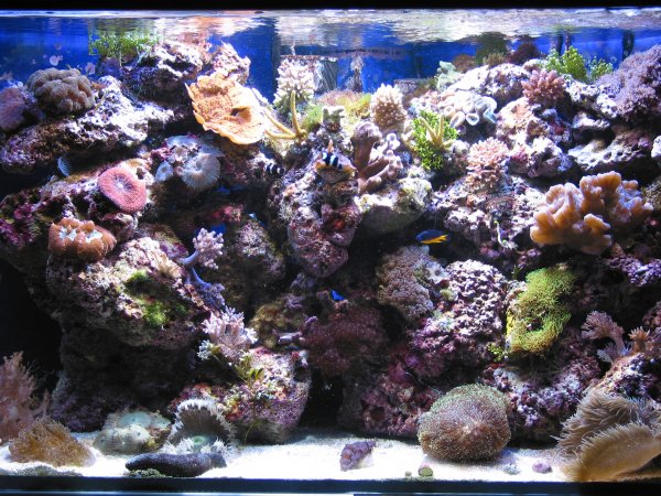 Tropic 4000K / Blue II med HQI