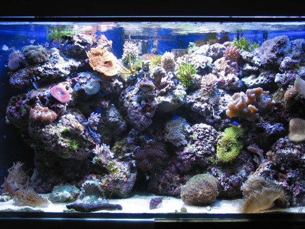 Marin Day 15000K / Blue II med HQI