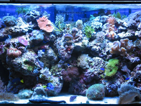 Natur 9000K / Blue II