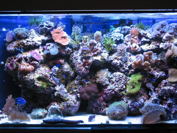 BioLight 9600K / Blue II