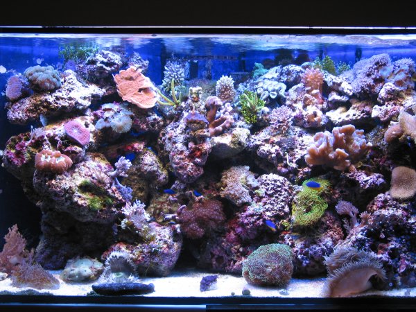 Tropic 4000K / Blue II