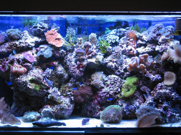 Marin Day 15000K / Blue II