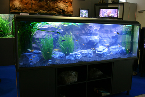 720 l. Malawi akvarium med Mbuna cichlider.