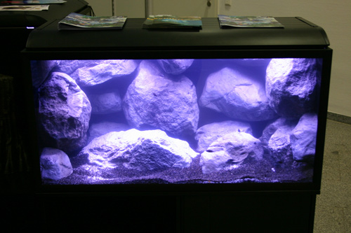 250 l. Tanganyika akvarium m. Tropheus duboisi Maswa unger.