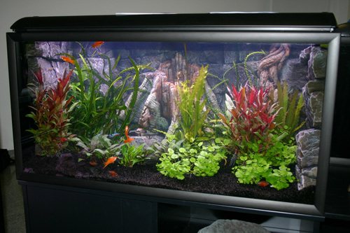 250 l. Amazonas akvarium med prydsfisk.