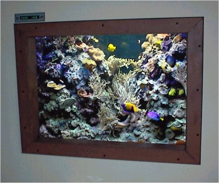 Poul Andersens private stueakvarium - © Poul Andersen 