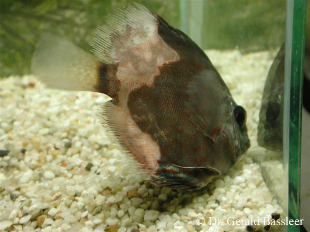 Flavobacterium columnare