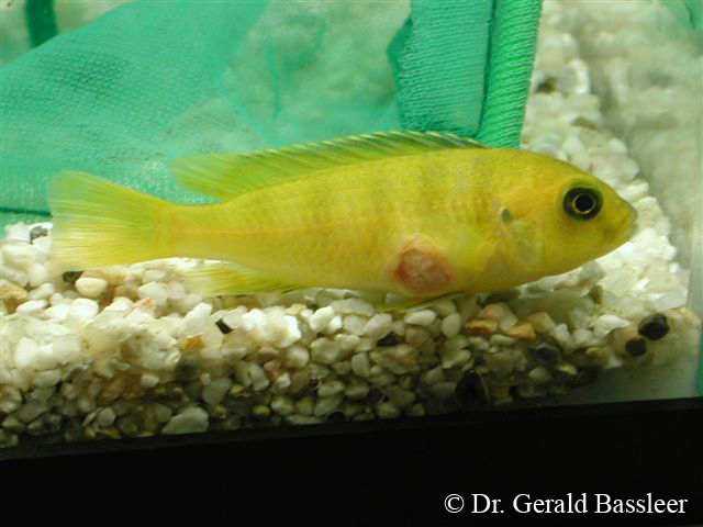 Mycobacterium fortuitum 