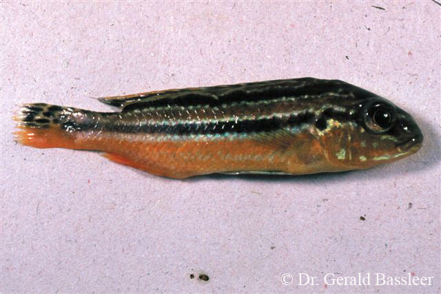 Cryptobia branchialis