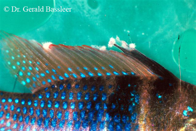 Falsk svampe infektion 