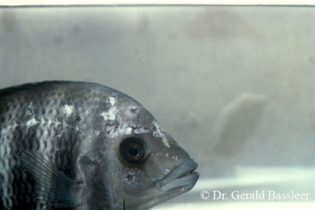 Spironucleus/Hexamita 