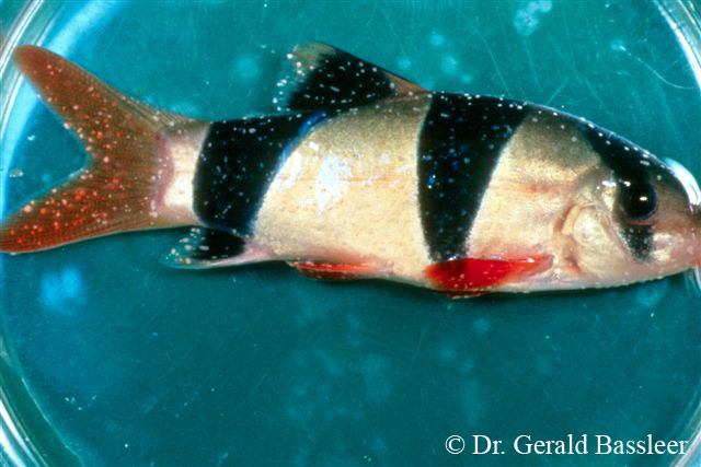 Ichthyophthirius