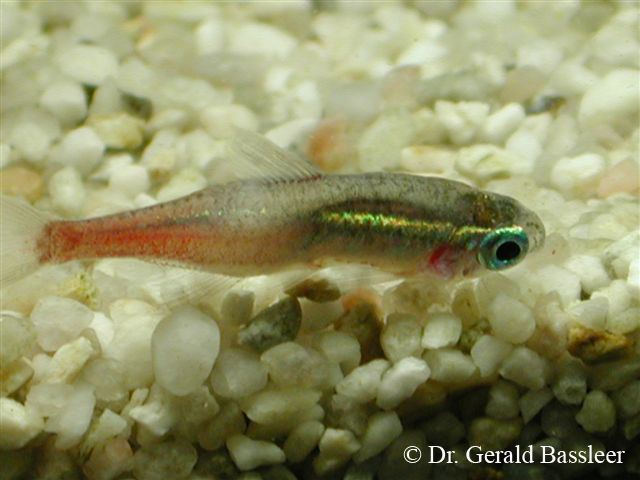 Pleistophora hyphessobryconis