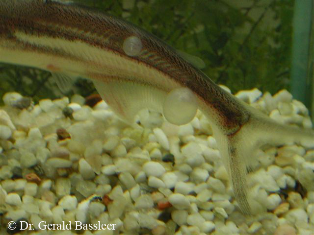 Falske hvide prikker 