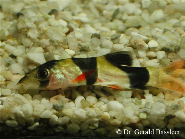 Indvendige Sporozoa infektioner