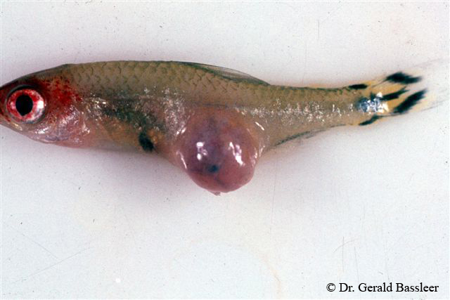 Andre Nematodes orme