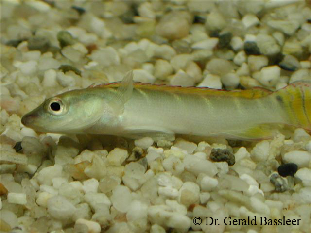 Digeniske Trematodes og Metacercariae 