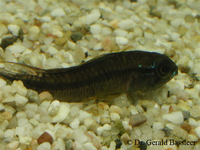 Digeniske Trematodes og Metacercariae 