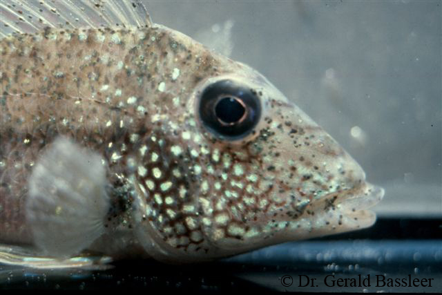 Digeniske Trematodes og Metacercariae