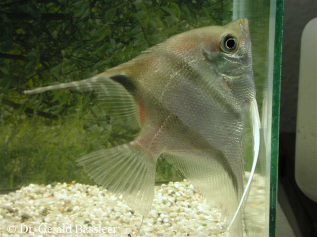 Hul-i-hovedet sygdom