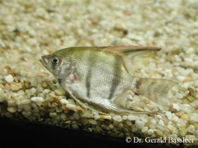 Discus/Scalare sygdom