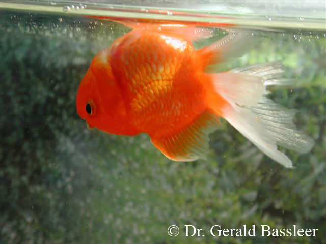 Svømmeblære sygdom