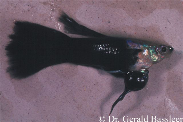 Siamesiske tvillinger