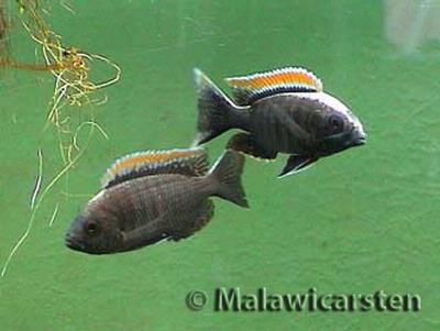 Copadichromis virginalis