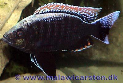 Copadichromis virginalis Fire crest