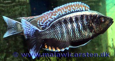 Copadichromis virginalis Fire crest