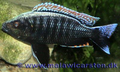 Copadichromis virginalis Fire crest