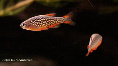 Danio margaritatus
