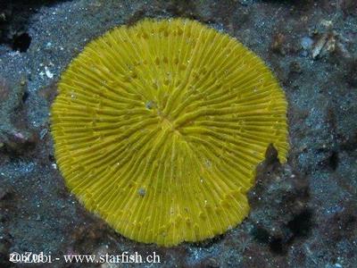 Fungia fragilis