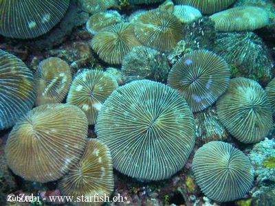 Fungia fralinae