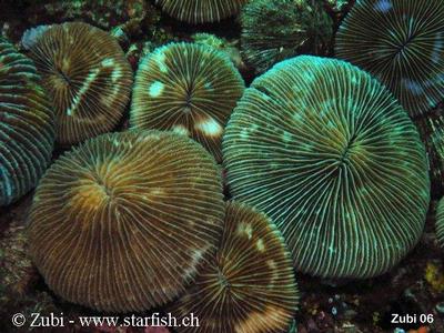 Fungia fralinae