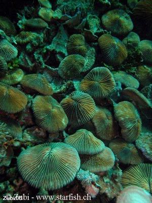 Fungia fralinae