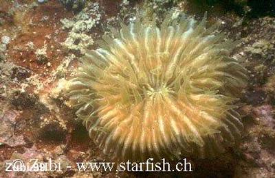 Fungia fungites