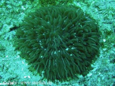 Fungia granulosa