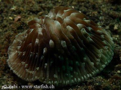Fungia moluccensis