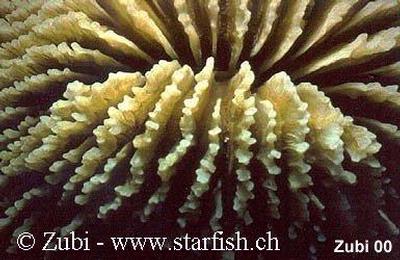 Fungia scutaria