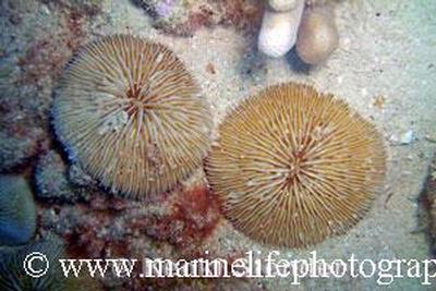 Fungia granulosa par