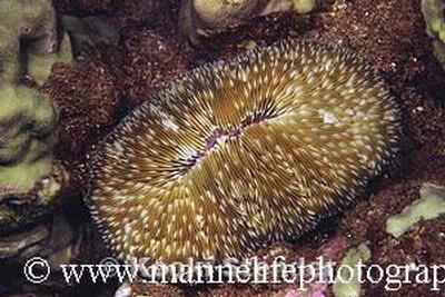 Fungia scutaria