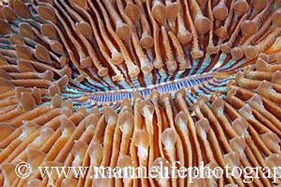 Fungia scutaria