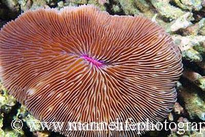 Fungia scutaria