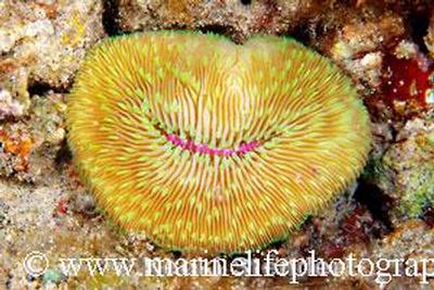 Fungia scutaria