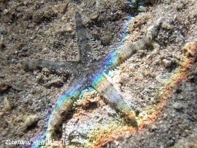Archaster angulatus