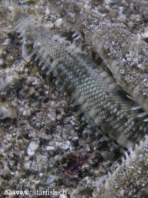 Archaster angulatus