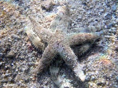 Archaster angulatus yngler